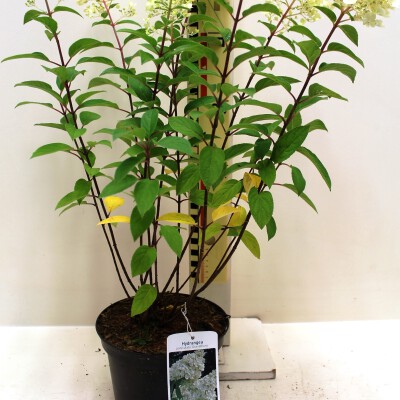 Hydrangea paniculata 'Grandiflora' c3 (2)